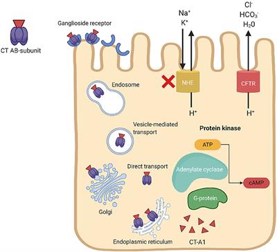 Virulence Regulation and Innate Host Response in the Pathogenicity of Vibrio cholerae